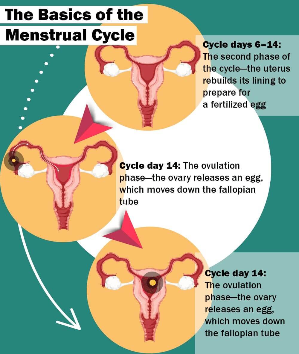 How many days after your period can you get pregnant?