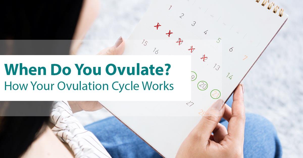 When Do You Ovulate? How Your Ovulation Cycle Works