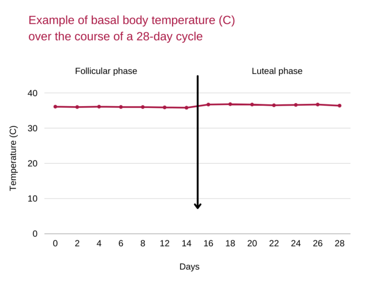 When Do You Ovulate Explaining the Ovulation Cycle